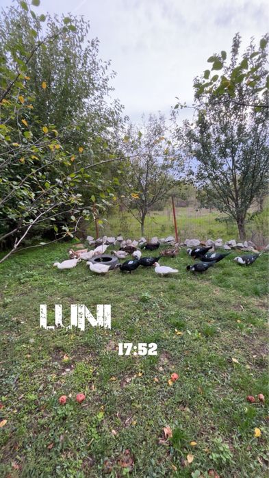 Rate Romanesti  de vanzare