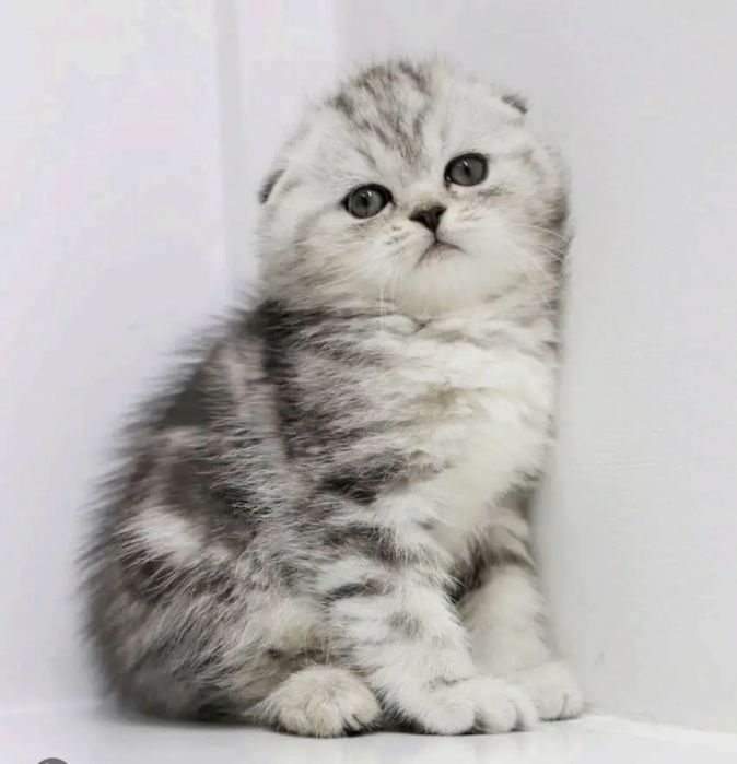 КоТикИ шоТлаНдские