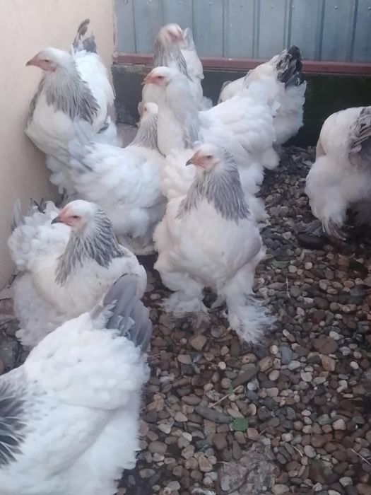 Găini brahma herminat deschis