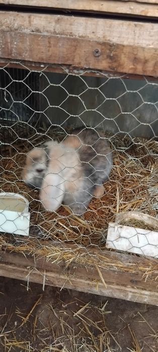 Iepuri rex pitic berbec pitic