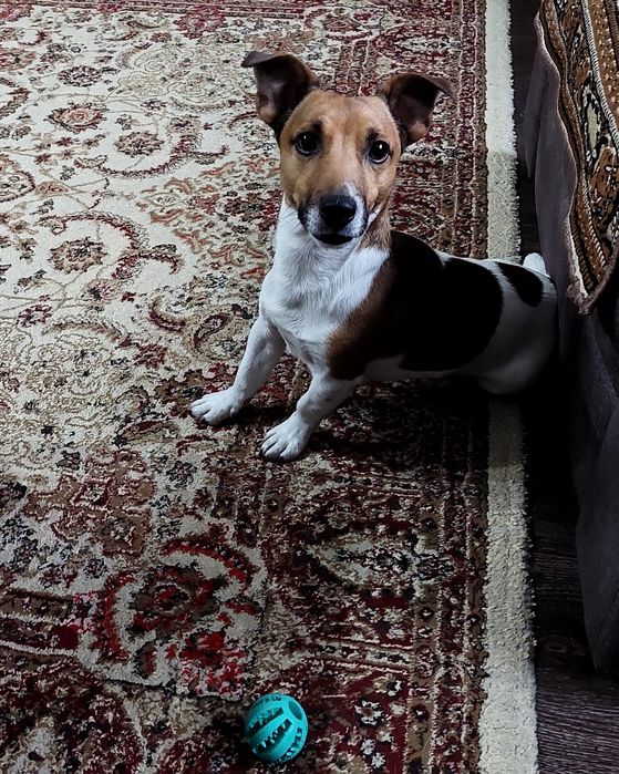 Джек Рассел Терьер Вязка