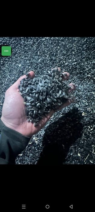 Ячмень.Зерновой чат!Все корма.