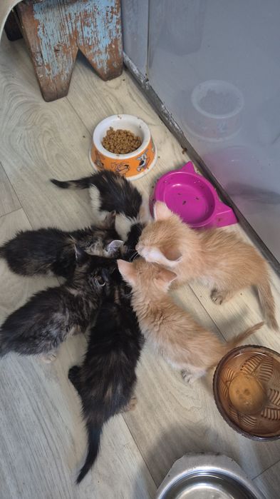 Котята красивые..