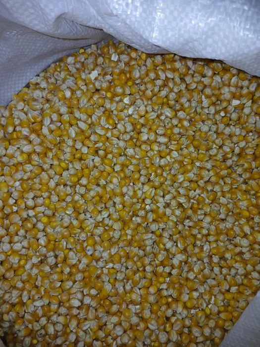 Samanta Porumb DKC 5092 fao 350