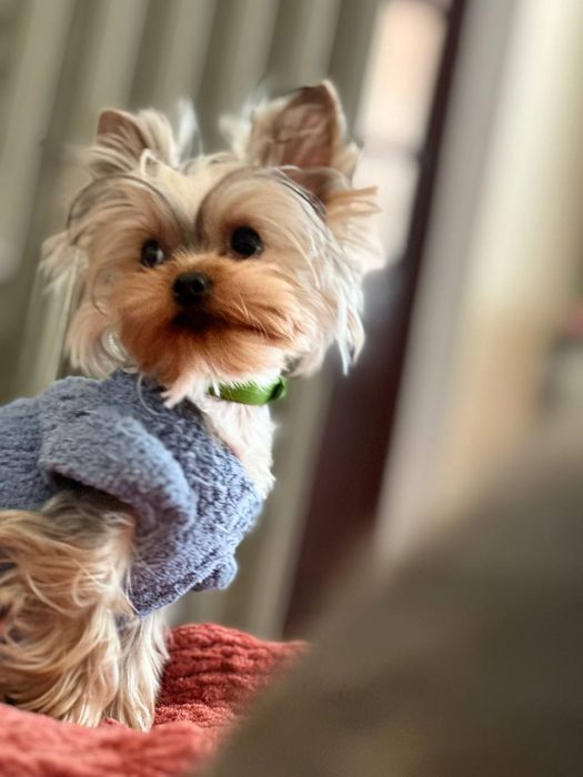 Продаются еркширские терьеры