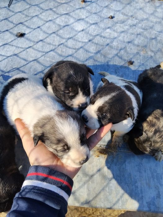 Donez căței frumoși