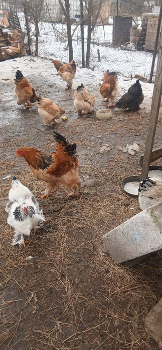 Ouă pentru incubat de la găini brahma