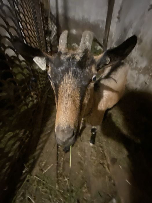 Vând capră de alpin francez la 1 fătare are 1 ani  capra la o mulsoare dă 4 litri de lapte capră cuminte la muls și tânără perfect  pentru cine care