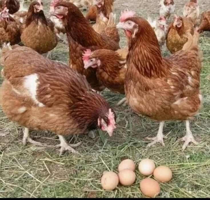 Găini roşii outoare