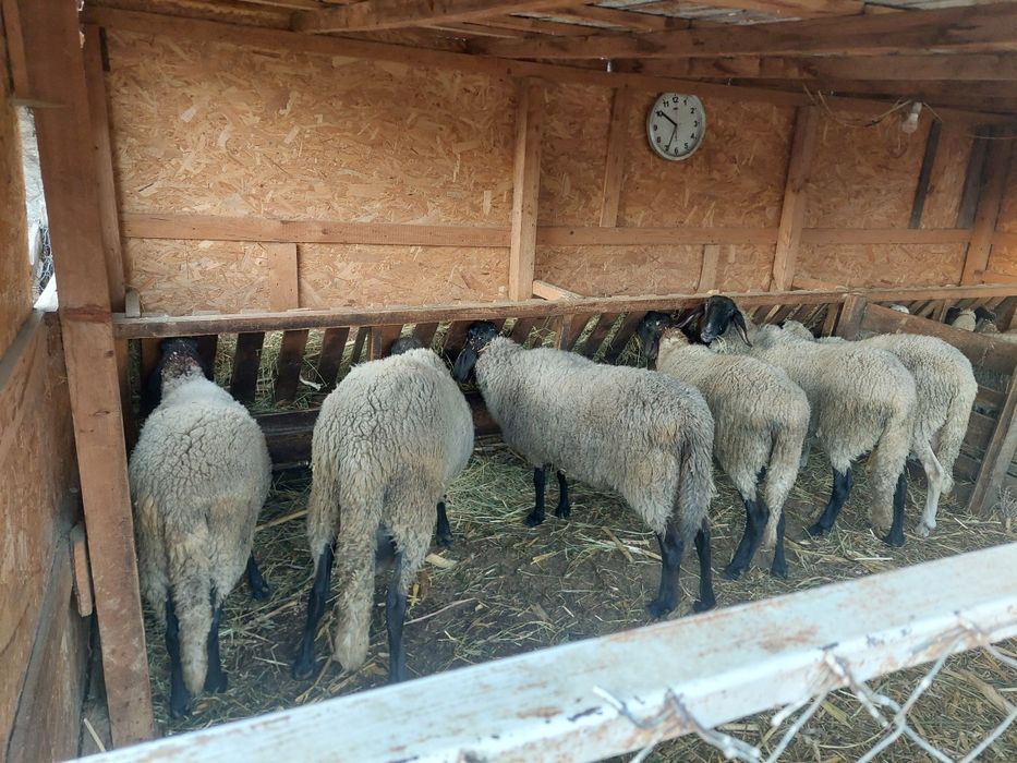 Vând 5 oi și un berbec