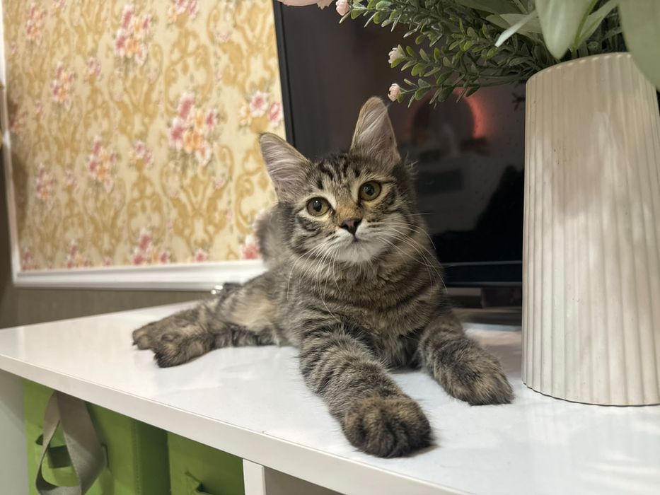 Ищем дом котёнку девочке