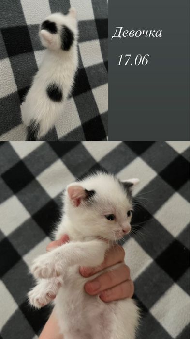 Отдам котят девочки