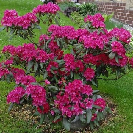 Rhododendron (Trandafir de Munte )