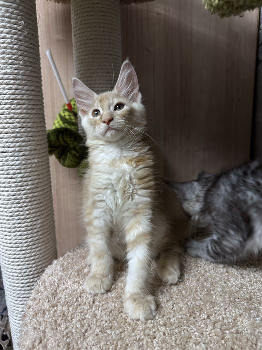 Продам котенка Мейн-кун Костанай