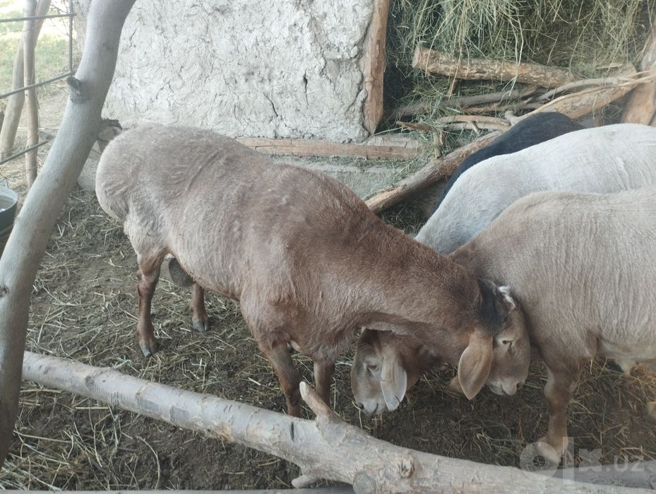 Qòylar sotiladi Arashan bilan Qirĝiz gigant