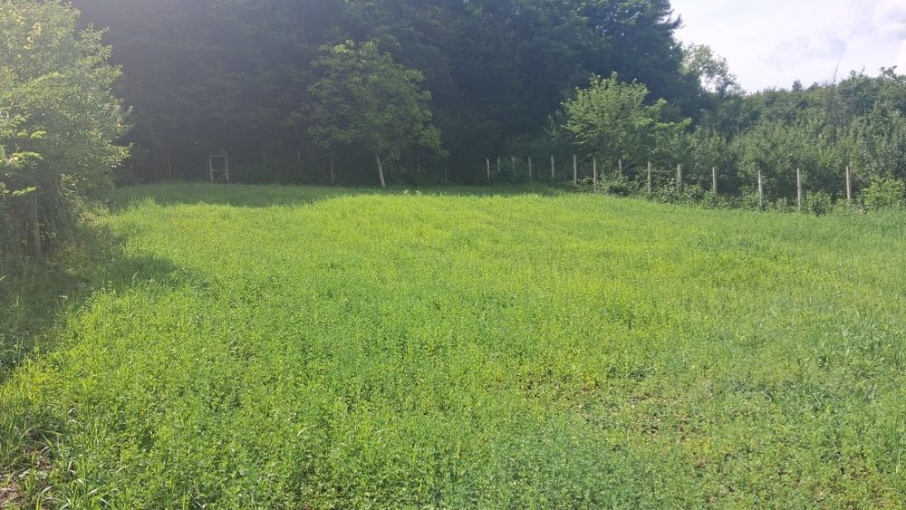 Mărăcineni  Argeșelu  zona moara