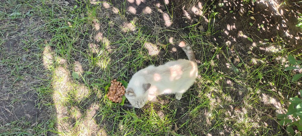 Кошечка ищет добрые руки и теплый дом