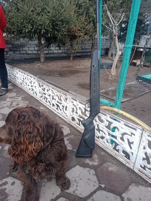 Спаниель кобель для вязки