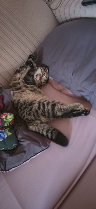 Шотландский вислоуха