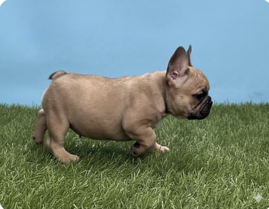 Шикарные Девочки француженки