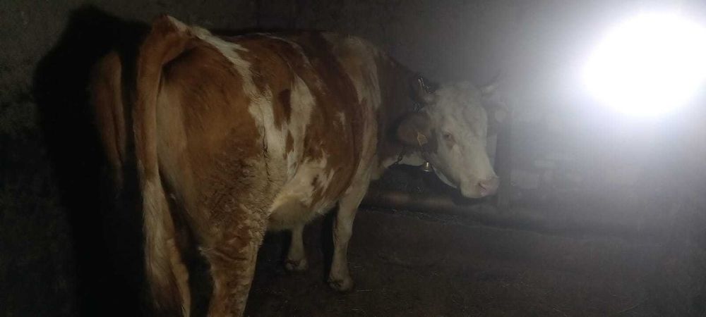 De vânzare vaca tânără și cuminte