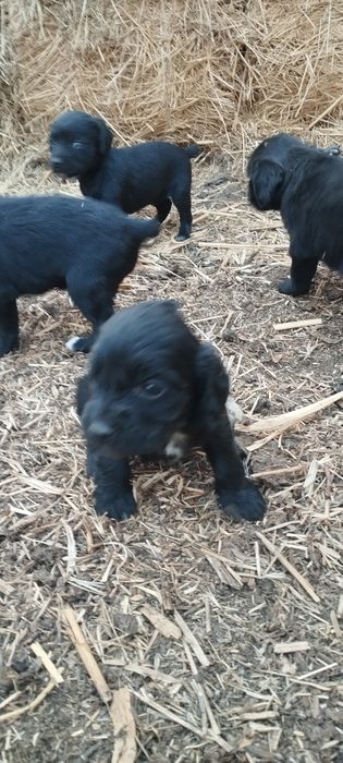 Спаниель шенкий 1 месяц