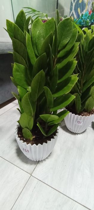 Xonaki gullar sotiladi