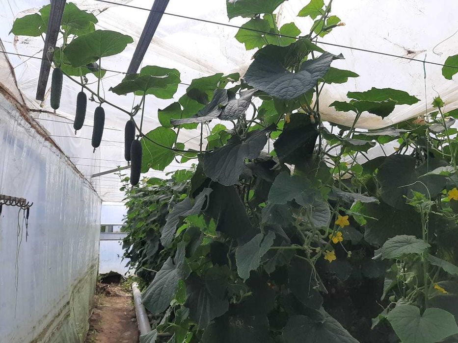 Продам тепличный комплекс