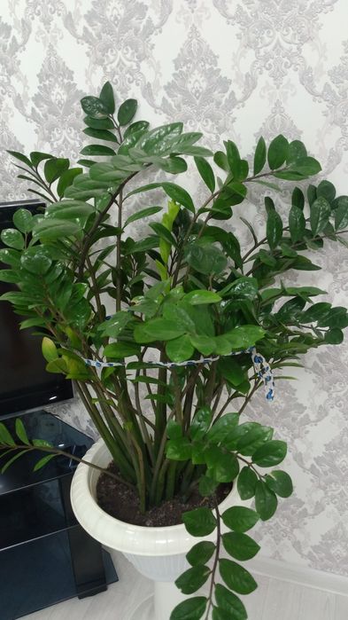 Замиокулькас долларовое дерево