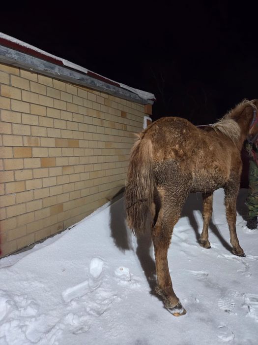 Тай ұрғашы (кобылка)