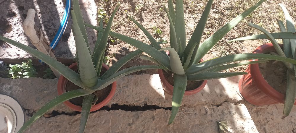 Aloe gullari chip chiroyli