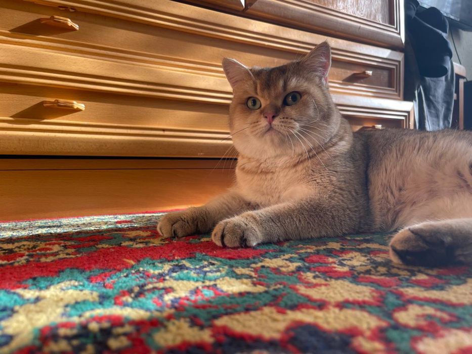 Золотая шиншилла кот на вязку