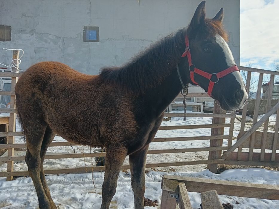 2 Mânze top sură și brează 7 luni-6 luni negociabil