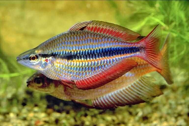Аквариумная рыбка "Радужница"