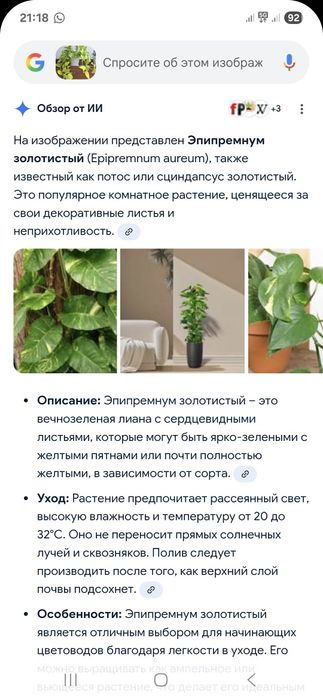 Продам сциндапсус неон