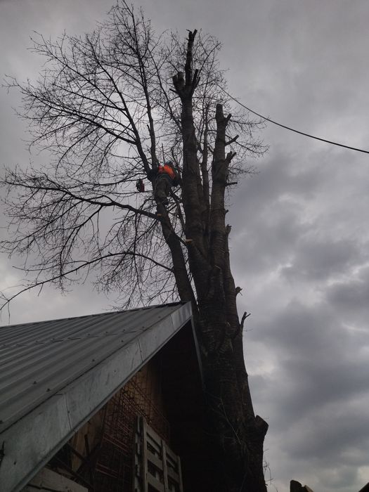Tăiat toaletat copaci pomi