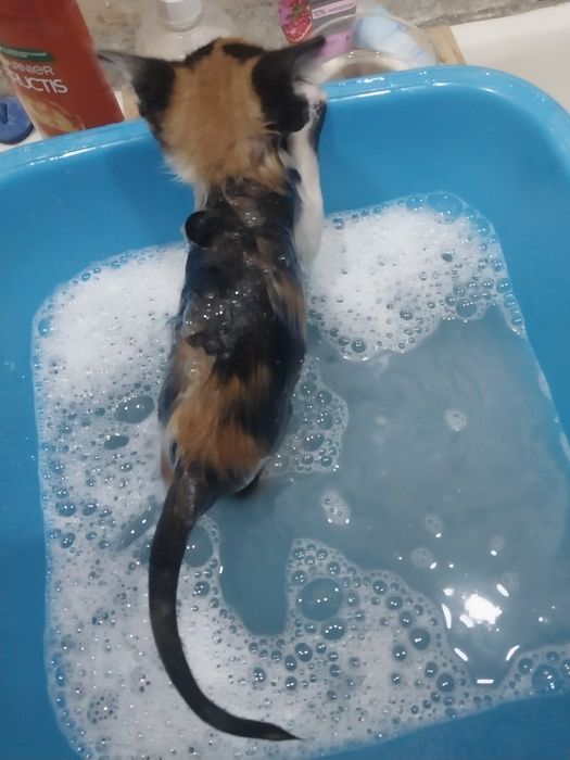 Отдам отдам отдам