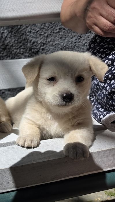 Dau spre adoptie!