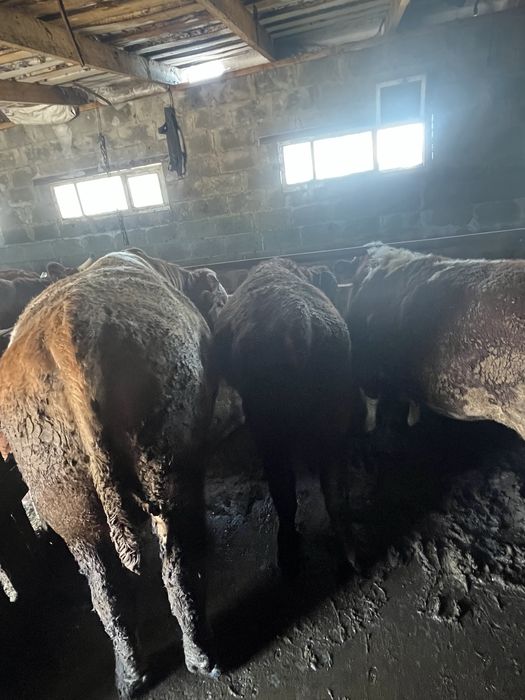 Продам бычков все пеньково