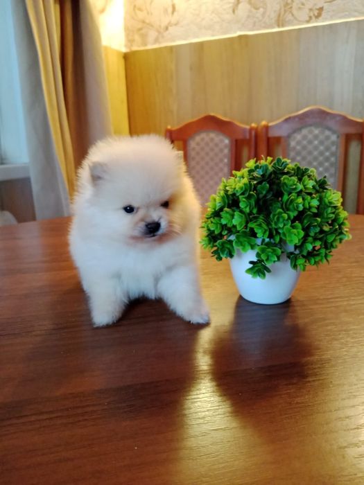 Шпиц мальчик готов к переезду