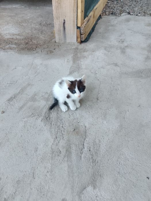 Отдам в хорошие руки