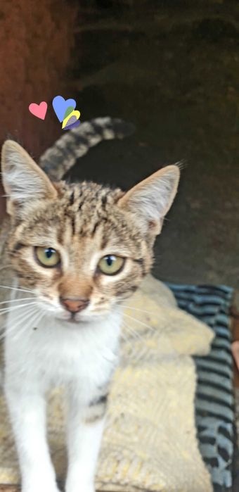 Бездомничета в търсене на дом