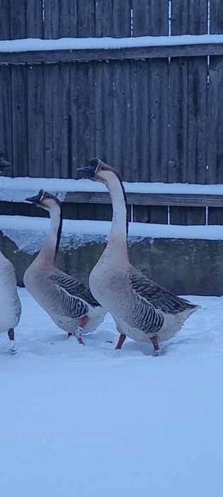 Gascan chinezesc castaniu 2024, gaste chinezesti