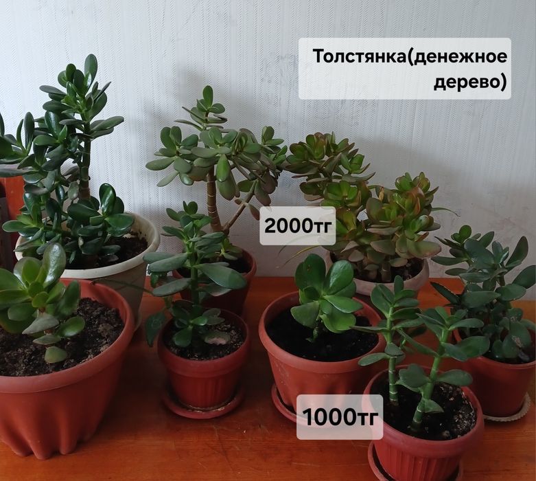 Комнатные растения