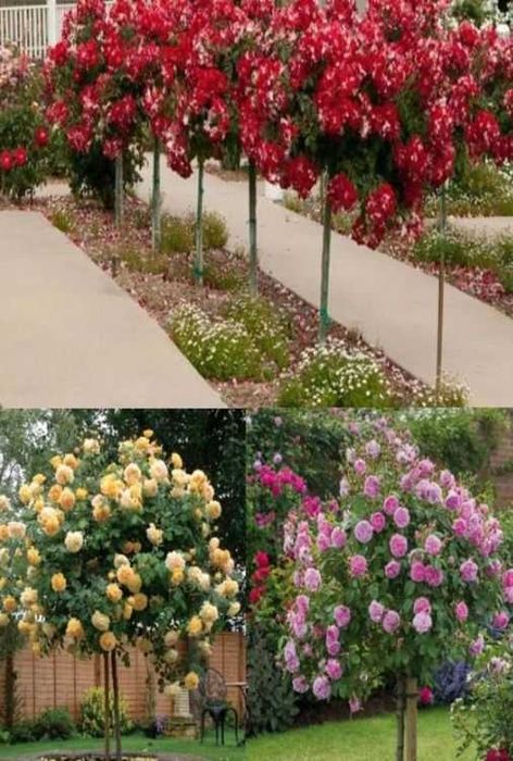 Trandafiri parfumati,pomisor,urcatori-50+25 gratis