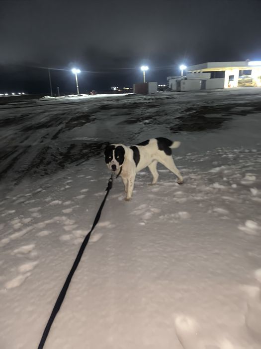 Алабай продается