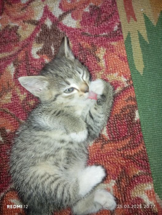 Отдам даром кошечку