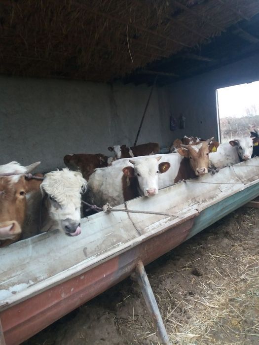 Rossiski mollar sotiladi.