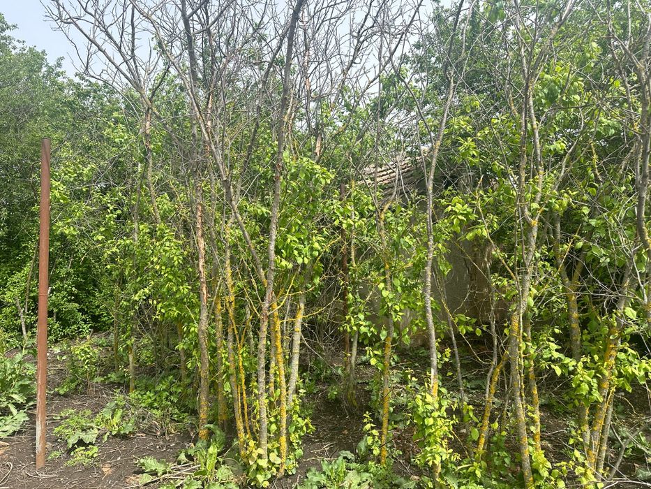 Продава се Къща в Ловеч, Червен бряг - 12 кв.м за 808 €/кв.м - Снимка #2