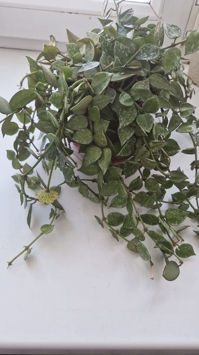 Цветок прекрасная хойя